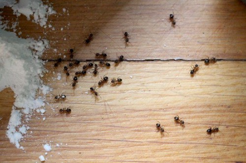 Baking soda and ants