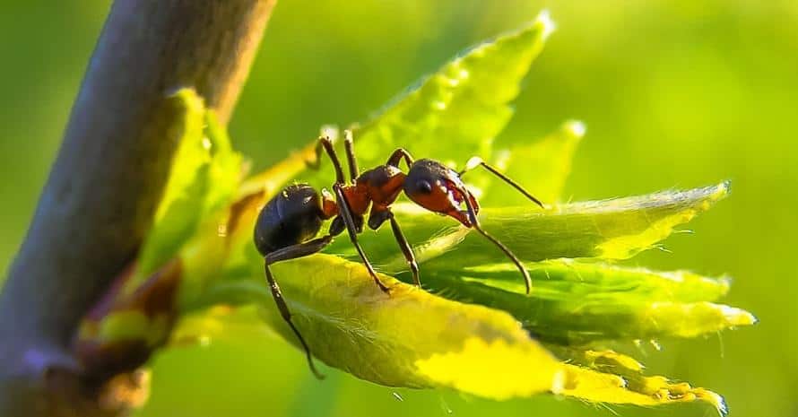 Ant at plants