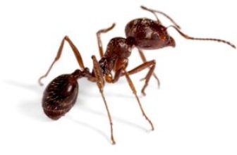Body of ant
