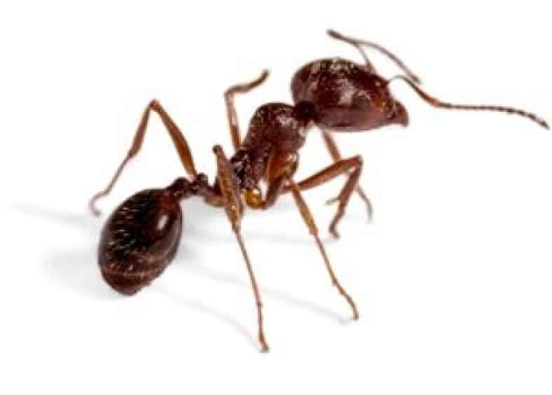 Body of ant