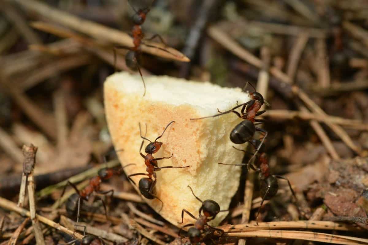 Ant on bread