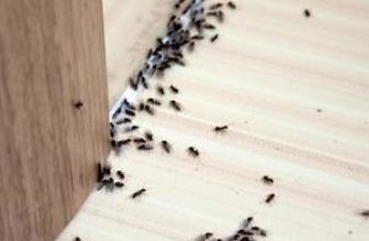 Ants Get Into Your House