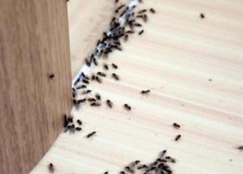 Ants Get Into Your House