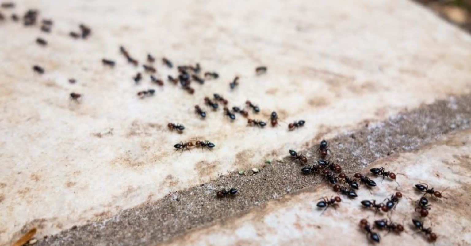 How to Get Rid of Ants in Bedroom: Methods That Really Work