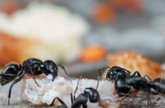 Ants eat bread