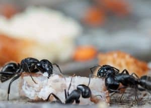 Ants eat bread