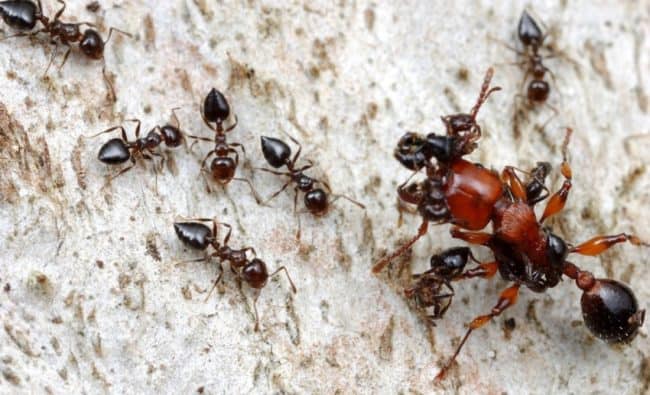 Ant Lifespan Explained: How Long Do Ants Live?