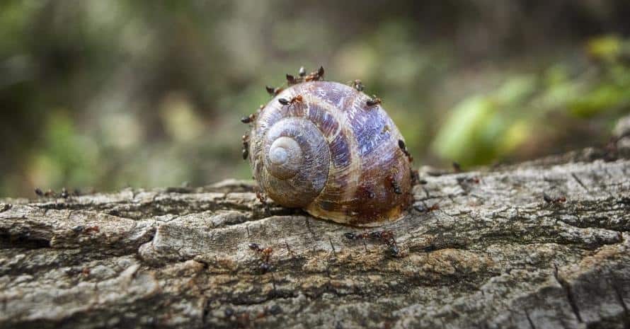 Ants at snails