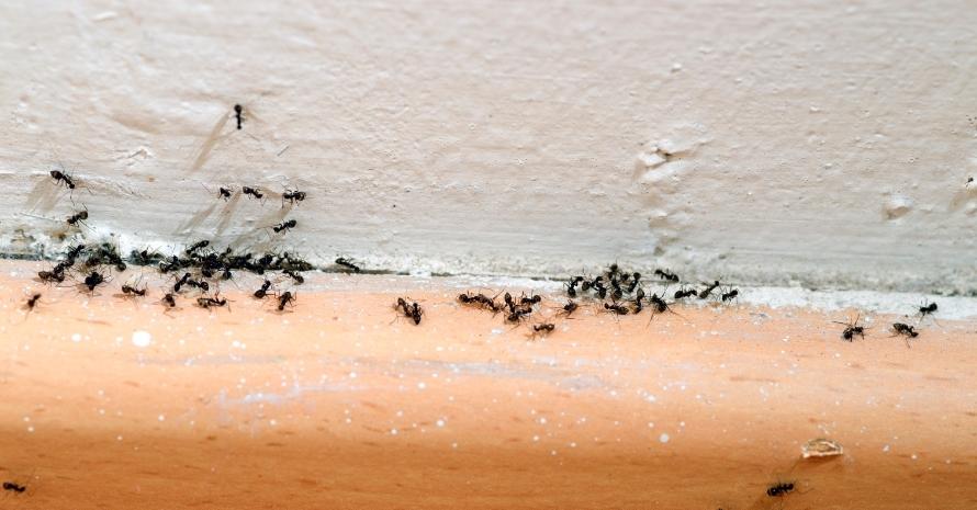 Ants at the House