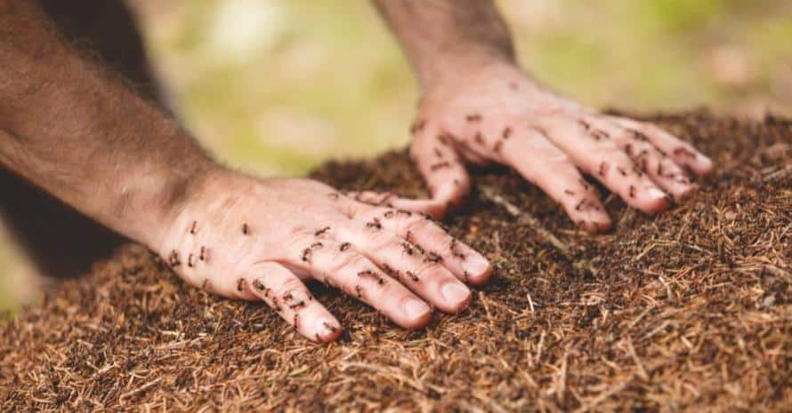 Ants biting man hands