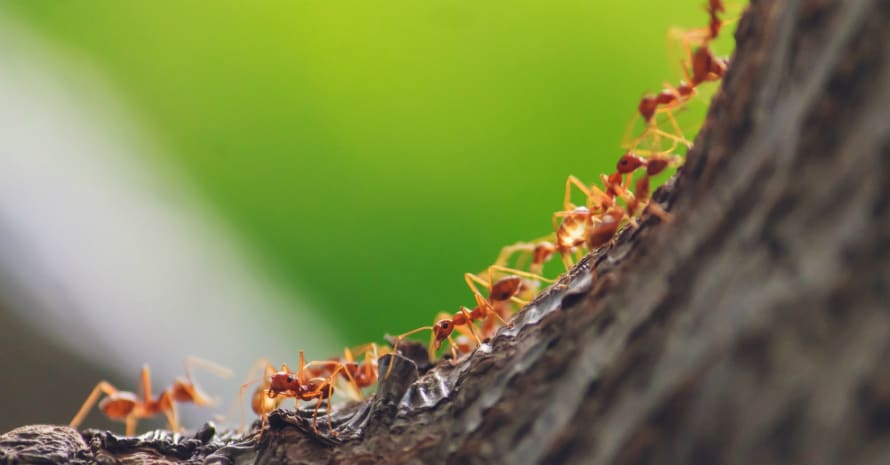 Ants climb a tree