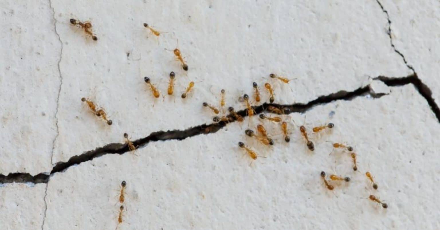 Ants in Walls Detailed Control & Prevention Guide