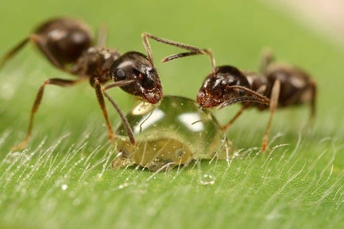 ants drinking water