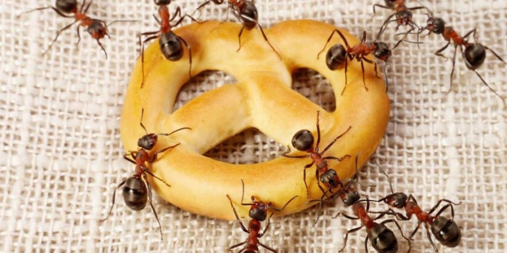 Ants eating cookies