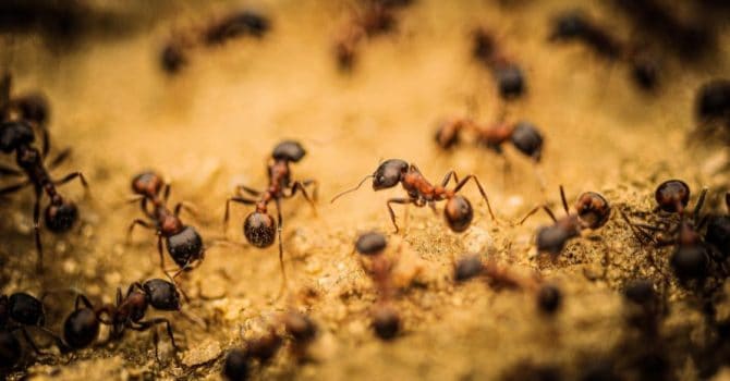 Do Ants Sleep: A Bunch of Interesting Facts for You