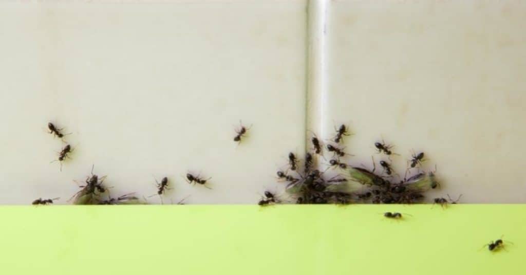 How Do Ants Get Into Your House   Ants In House 1024x535 