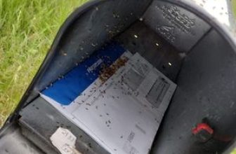 Mailbox with ants