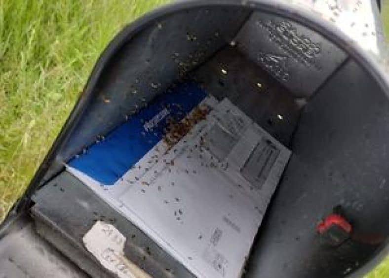 Mailbox with ants