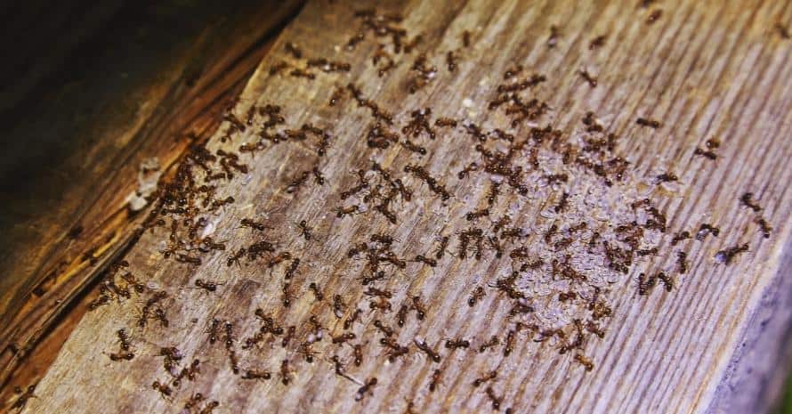 Ants inside woods of house