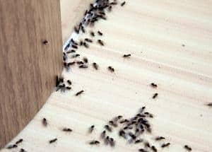 Ants live in the house wall