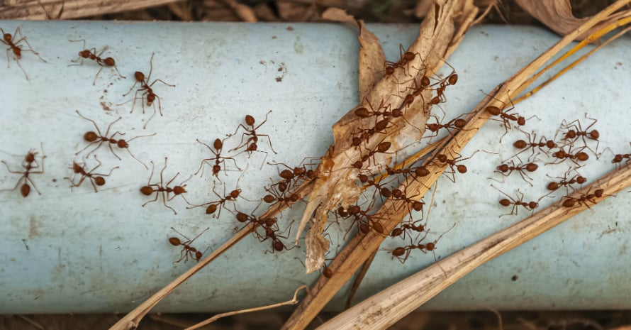 Ants on a pipe in autumn