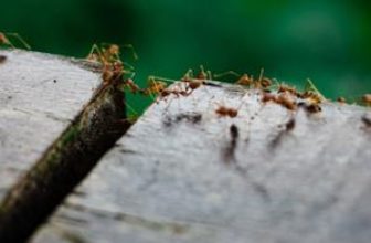 Ants on two boards