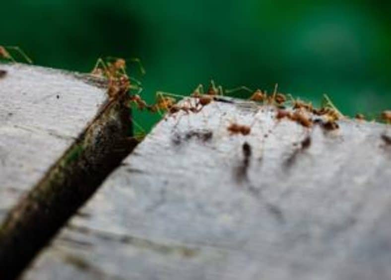 Ants on two boards