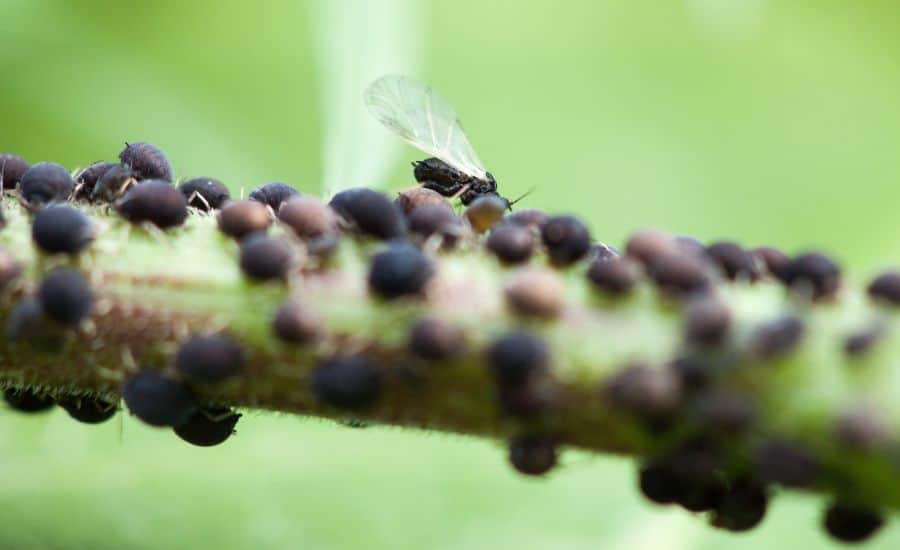 Aphid attacked the plant