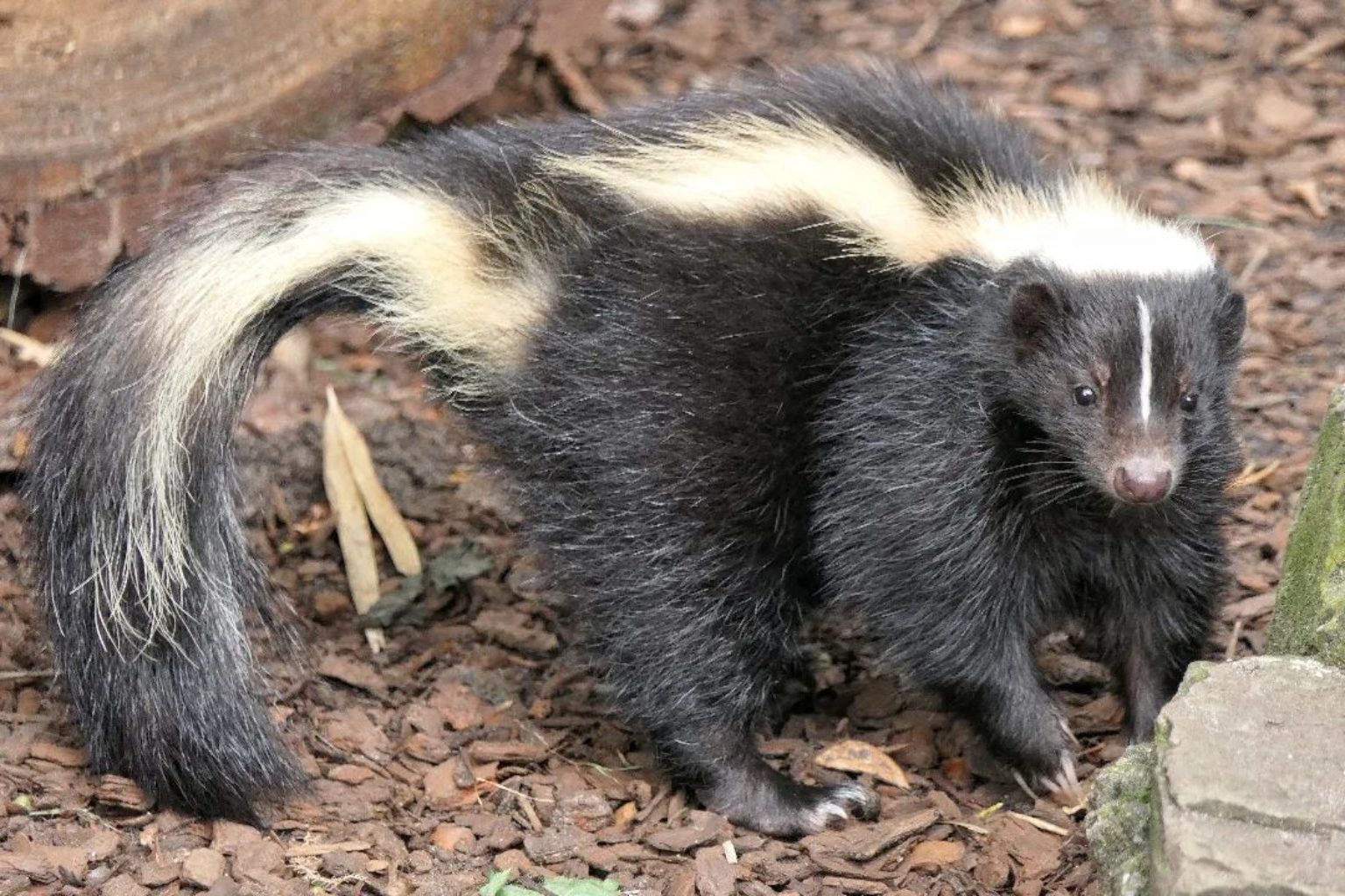 How to Get Rid of Skunks: Safe & Humane Methods