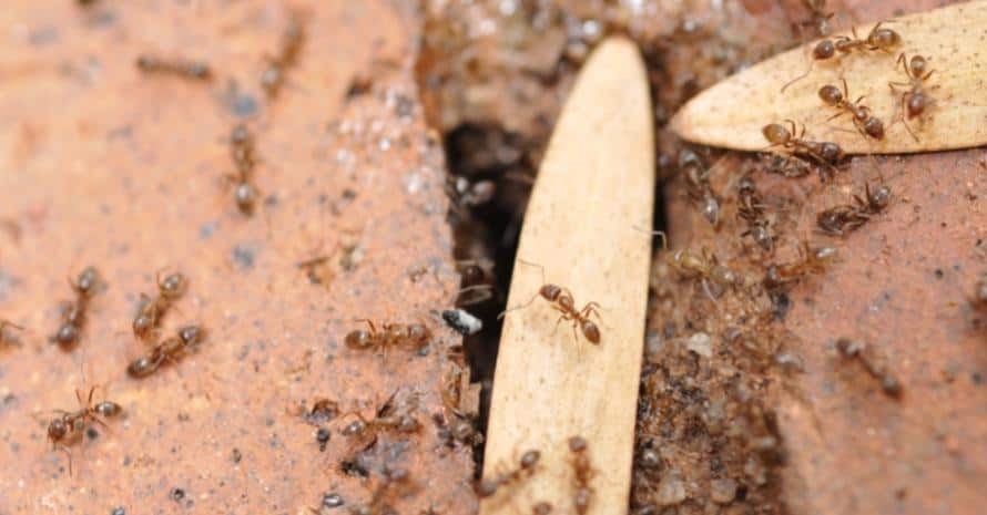 Argentine ants