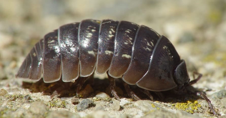 Armadillidium_vulgare