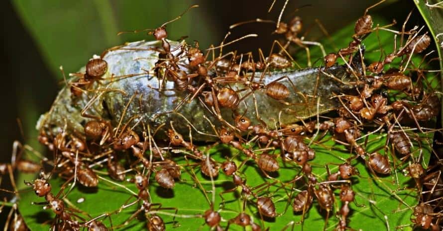 Army of Ants carrying fish