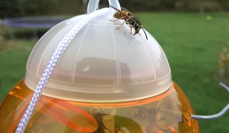 Aspectek Wasp Trap Outdoor or Indoor Hanging Rescue from Insects