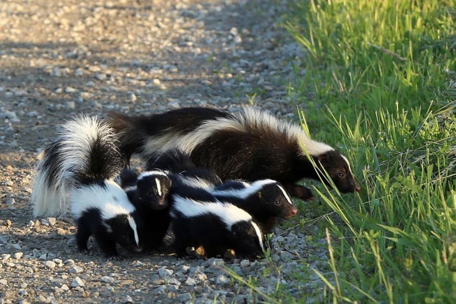 Skunks Walking