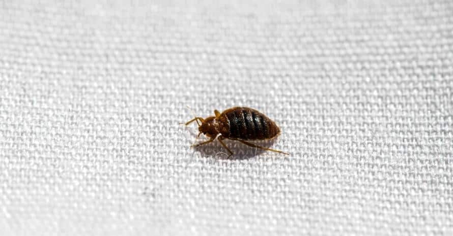 Baby Bed Bugs: Pictures, Identification & Control