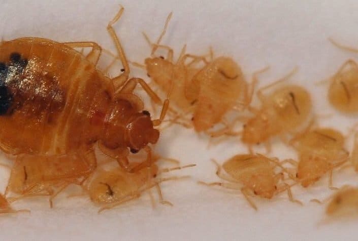 Baby bed bugs near an adult specimen