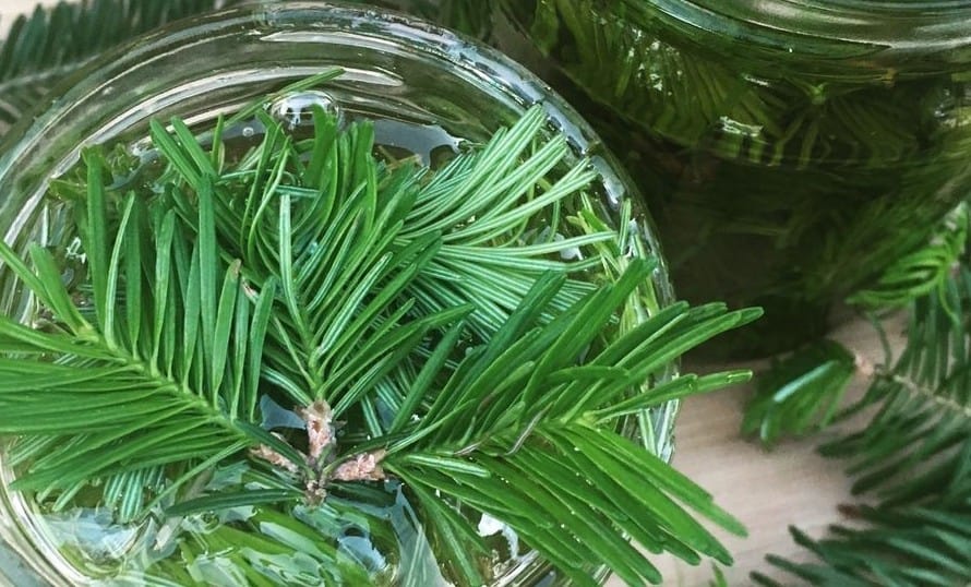 Balsam fir oil