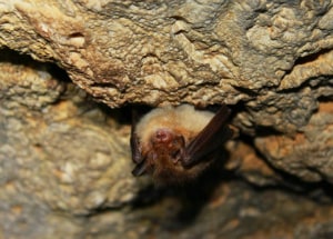 Bat head down in the cave