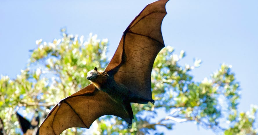 Bat in flight