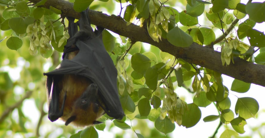 Bat on a branch head down