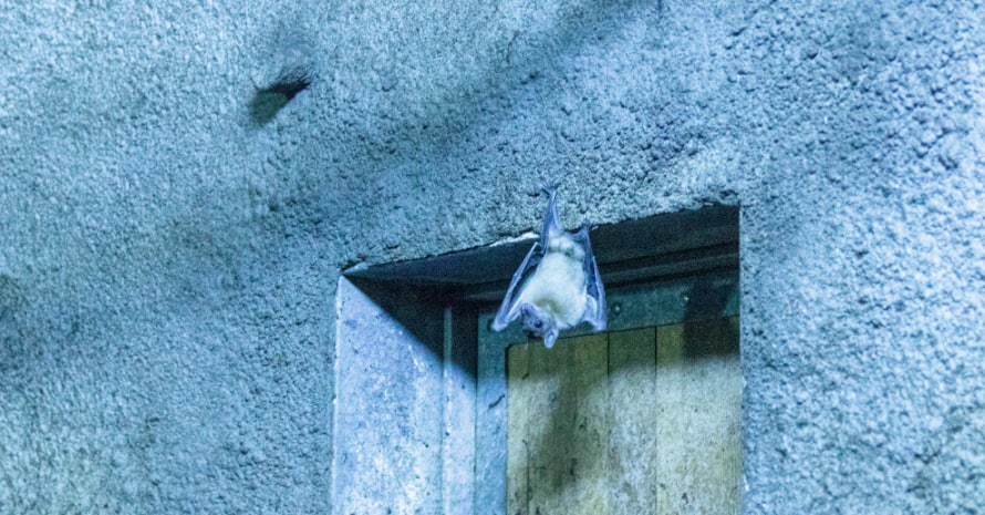 Bat over the door