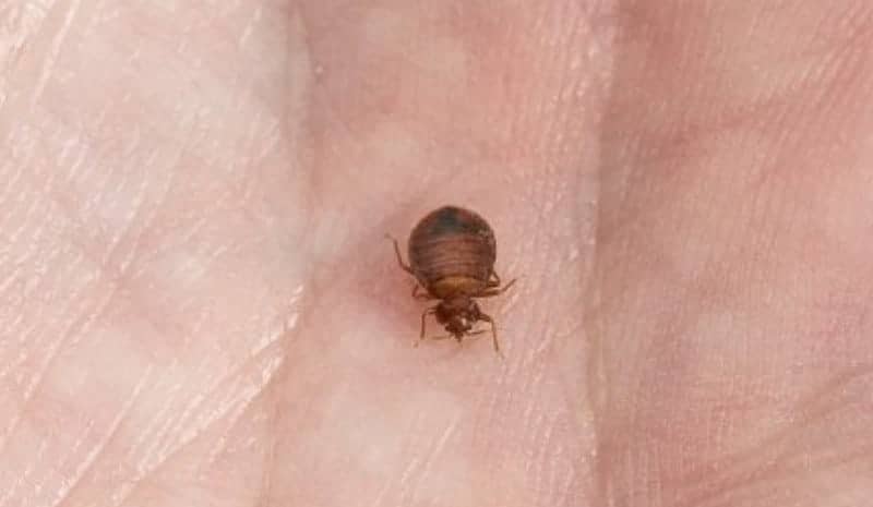 Bed Bug Bomb