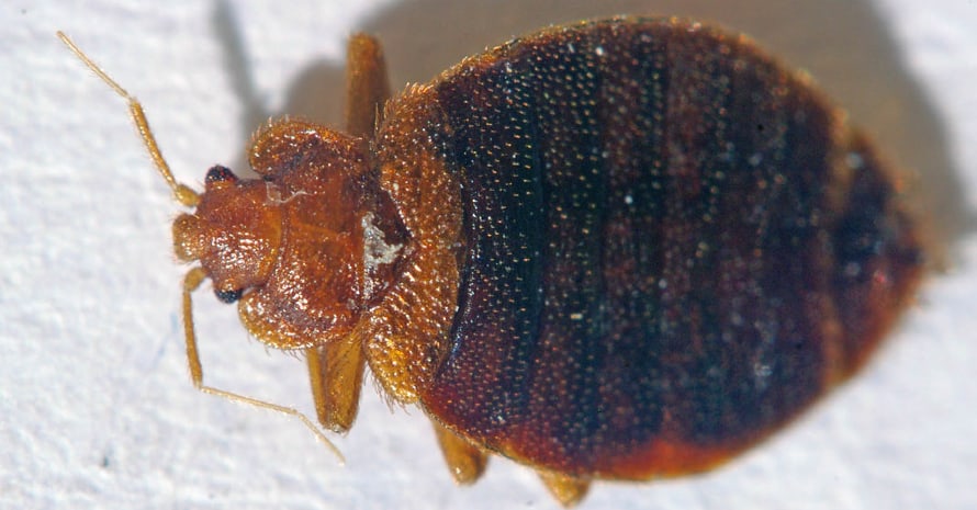 Bed Bug on a white background