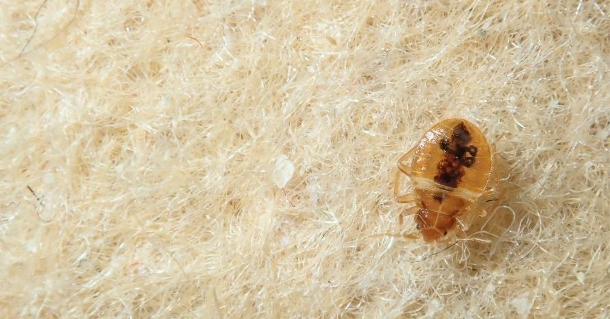 Bed Bug on the upholstery of the sofa