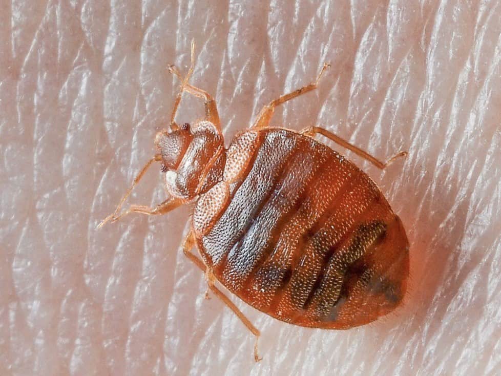 What Type Of Bugs Look Like Bed Bugs