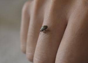 Bed Bugs on hand leather
