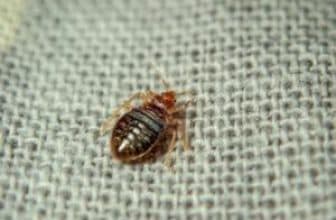 Bed bug crawling on the sheet