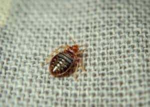 Bed bug crawling on the sheet