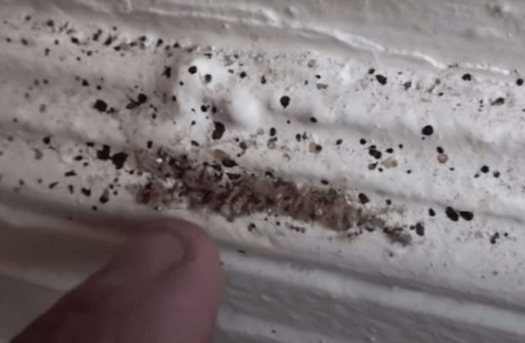 Bed bug fecal spots and shed skins