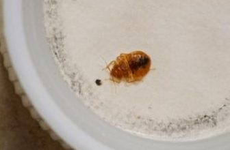 Bed bug in a glass